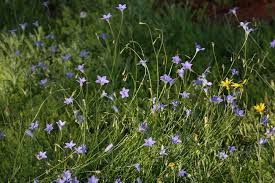 Image result for Wahlenbergia