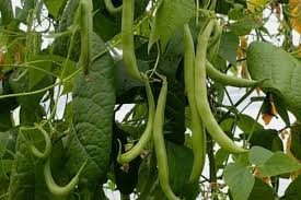 Human uses of plants include both practical uses, such as for food, clothing, and medicine, and symbolic uses, such as in art, mythology and literature.the reliable provision of food through agriculture is the basis of civilization. 10 Best Climbing Vegetable Plants Urban Garden Gal