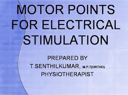 Motor Points For Electrical Stimulation For Physiotherapist