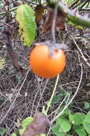 Image result for Solanum richardii