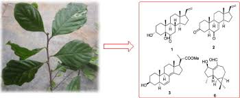 Image result for Turraea holstii