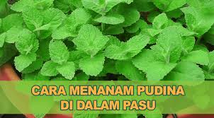 Selama perjalanan kami sudah banyak bercerita, dari tanya jawab tentang pekerjaan dia sampai pekerjaanku. Belajar Cara Tanam Pudina Di Dalam Bekas Mudah Dipraktikkan Di Rumah Hanya Dengan Pasu Atau Pot Tanaman Menanam Pasu