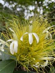 Image result for Justicia anagalloides