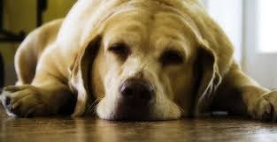 Fat dog signatures whipped up fresh! Do You Have A Fat Dog Naturally Savvy