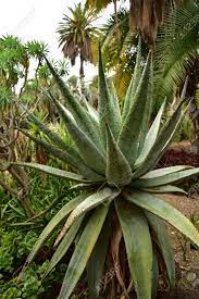Select from premium tree aloe of the highest quality. Spiny Aloe Tree Stock Photo Picture And Royalty Free Image Image 79870054