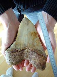 Как и другие акулы, скелет мегалодона состоял из хрящей. Megalodon Vikipediya