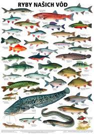 Plakat Ryby Nasich Vod Scientia Animal Chart Giant Fish Fish Chart