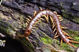Does A Centipede Bite Terminix