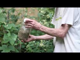 Image result for Cyathula orthacantha