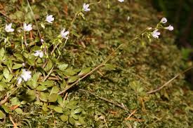 Image result for Montia