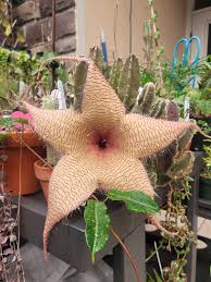 Image result for Stapelia gigantea