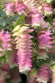 Pin On Flowers Breathtaking