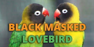 Black Masked Lovebird Care Guide Lifespan Personality And