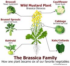Image result for Brassica
