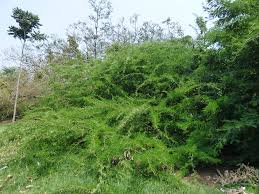 Image result for Acacia robusta