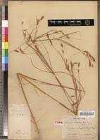 Image result for Elymandra