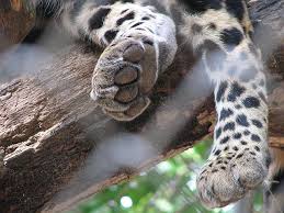 Leopard Feet Feline Anatomy Cat Paws Leopard Painting
