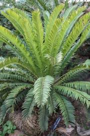 Image result for Encephalartos senticosus