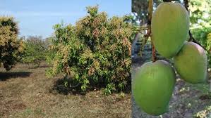 Grafting is used for two principal reasons: Mango Tree Grafting Training Pruning Techniques Agri Farming