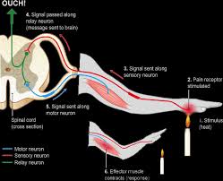 Co Ordination And Response Gcse Biology Revision Xtremepapers Advancing Knowledge Is In Our Dna Biology Revision Gcse Biology Revision Biology