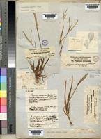 Image result for Digitaria thouaresiana