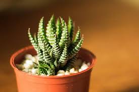 Existen muchas especies de cactus, cada una con sus particularidades, por lo que el riego depende, en gran parte, de las características de su hábitat natural y de sus épocas de cuando se riega es importante verificar que por los agujeros del fondo salga agua, porque un solo riego profundo suele. 10 Plantas Suculentas Que Les Gusta La Sombra Mas Que El Sol