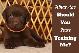 When do puppies start walking? When To Start Training A Lab Puppy Guide On The Best Age To Train A Dog