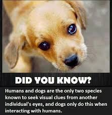 Your Dog Is Watching You Puppy Dog Eyes Puppy Eyes Dogs