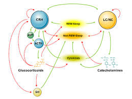Hpa Axis And Sleep Endotext Ncbi Bookshelf