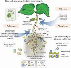 Essential elements for plant growth macronutrients and micronutrients. Plant Reproduction An Overview Sciencedirect Topics