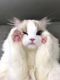 Image result for adorable cat