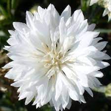 Cornflower White Ball Centaurea Cyanus 24 Tall Blue Ball And Red Ball Part Of The Same Series