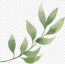 Line flower watercolor flower, foliage sketches with floral plant, illustration set of botanical. Plant Leaf Flower Tree Bay Leaf Png 886x873px Plant Bay Leaf Eucalyptus Flower Leaf Download Free