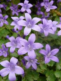 Check spelling or type a new query. Campanula Resholt Variety Portenschlagiana Campanule Bellflower Jardins Michel Corbeil