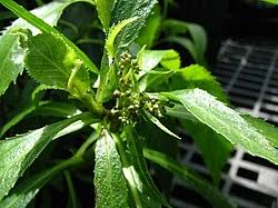 Image result for Tephrosia argyrolampra