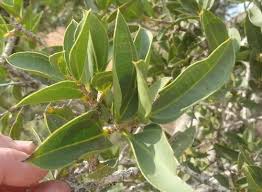 Image result for Strychnos pungens