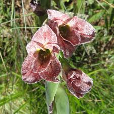 Image result for Gladiolus ecklonii
