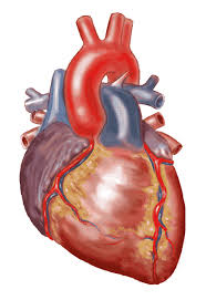 Only 3 available and it's in 12 people's carts. A Real Heart Free Download Clip Art On Clipart Wikiclipart