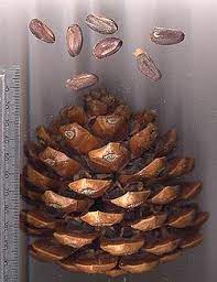 Pine Nuts Are Really From Pine Http Rawchefdan Typepad Com A 6a00e54ef1b83b88340147e1150cb4970b Pi Edible Seeds Edible Pine Nuts