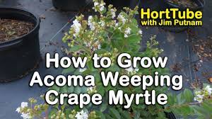 White bright red cherry red clear light pink clear medium pink. How To Grow Acoma Crape Myrtle Weeping White Flowering Crape Myrtle Youtube