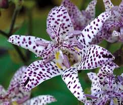 Lys Des Crapauds Fleurs Insolites Belles Fleurs Plante Ombre