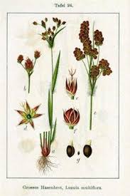 Image result for Luzula multiflora