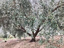 We Love The Silvery Color That Olive Trees Take On When It Rains Oliveoil Extravirginoliveoil Evoo Balsamicvinegar Oliveoilcosmetics Ooo Ojaioliveoi