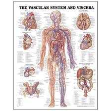 Touch device users, explore by touch or with swipe gestures. Peter Bachin Anatomical Chart Series Vascular System And Viscera Simulation Training Resources Simulation Learning Healthcare Nasco