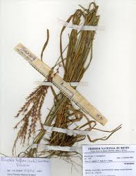 Image result for Bewsia