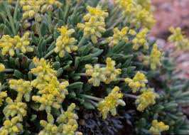 Image result for Eriosema laurentii