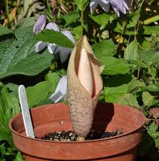 Image result for Amorphophallus abyssinicus
