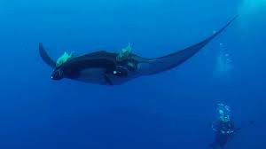 Manta Rays Prefer Staycations Over Long Migrations Ocean Animals Manta Ray Ocean Creatures