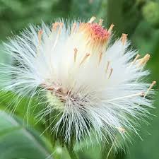 Image result for Crassocephalum paludum