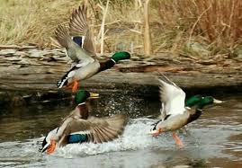 Waterfowl Obsessions Ordekler Yunuslar Kus